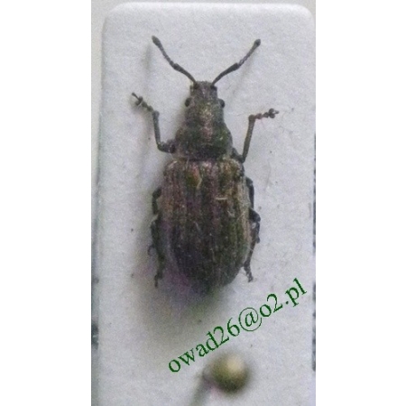Polydrusus cervinus (Linnaeus, 1758) Kruszczak włochaty